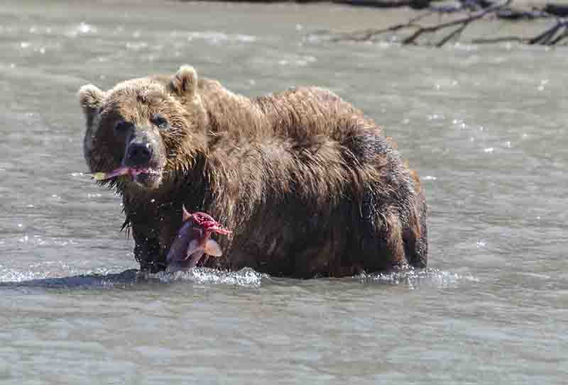 40 - Oso Pardo y salmon - Kamchatka - Rusia